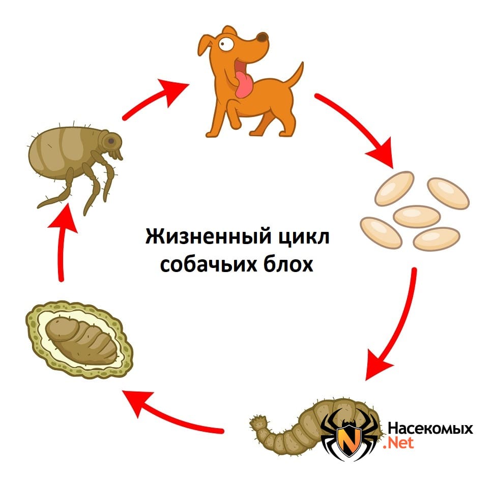 Блохи у домашней собаки: симптомы и лечение